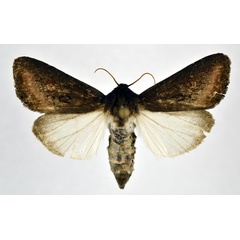 /filer/webapps/moths/media/images/C/crini_Brithys_AF_NHMO.jpg