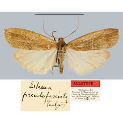 /filer/webapps/moths/media/images/P/pseudofasciata_Eilema_AT_MNHN.jpg