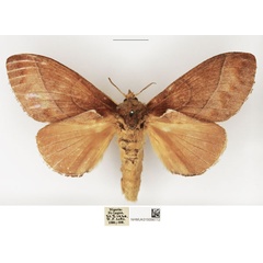 /filer/webapps/moths/media/images/B/basale_Stoermeriana_AF_NHMUK.jpg