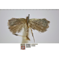 /filer/webapps/moths/media/images/A/acratopa_Prasodryas_HMT_NHMUK.jpg