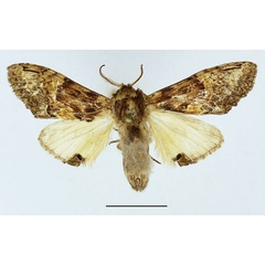 /filer/webapps/moths/media/images/C/curvilinea_Stemmatophalera_AM_Basquin.jpg