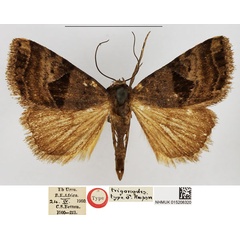 /filer/webapps/moths/media/images/T/trigonodes_Eustrotia_HT_NHMUK.jpg