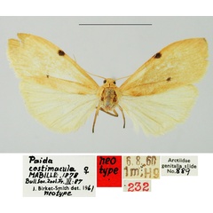 /filer/webapps/moths/media/images/C/costimacula_Lithosia_NT_BMNH.jpg