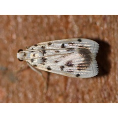 /filer/webapps/moths/media/images/S/sexpunctalis_Pycnarmon_A_Voaden.jpg