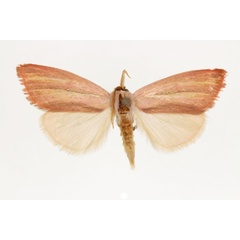 /filer/webapps/moths/media/images/C/crofti_Timora_AM_RMCA_03.jpg