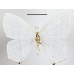 /filer/webapps/moths/media/images/E/erycinaria_Dissoprumna_A_MGCLb_01.JPG