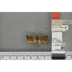 /filer/webapps/moths/media/images/I/ignicollis_Plusia_PTF_BMNHa.jpg
