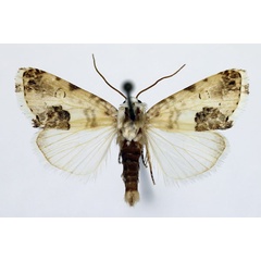 /filer/webapps/moths/media/images/O/opalinoides_Acontia_AM_Aulombard_01.jpg