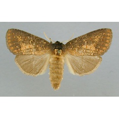 /filer/webapps/moths/media/images/T/tristicolor_Castastygne_AF_RMCA.jpg