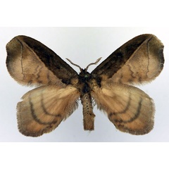 /filer/webapps/moths/media/images/B/bipartita_Stenoglene_AM_Basquin_02.jpg