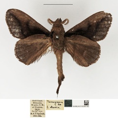 /filer/webapps/moths/media/images/L/livida_Stoermeriana_AM_NHMUK_02.jpg