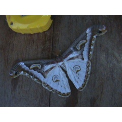 /filer/webapps/moths/media/images/A/albidus_Epiphora_A_Guyonnet.jpg