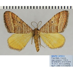 /filer/webapps/moths/media/images/Q/quaggaria_Mimoclystia_AF_ZSM_01.jpg