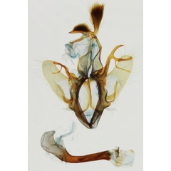 /filer/webapps/moths/media/images/V/vadoni_Nagia_GMHT_MNHN_9021.jpg