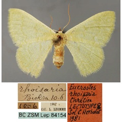 /filer/webapps/moths/media/images/R/rhoisaria_Phaiogramma_LT_ZSM_01.jpg