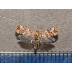 /filer/webapps/moths/media/images/V/vanillana_Lobesia_A_Goff.jpg