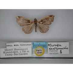 /filer/webapps/moths/media/images/X/xanthomochla_Marcipa_PT_RMCA_01.jpg