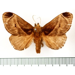 /filer/webapps/moths/media/images/A/anacompa_Ctenolita_AM_BMNH.jpg