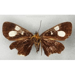/filer/webapps/moths/media/images/A/alluaudi_Rothia_HT_BMNHb_hZoNUyx.jpg
