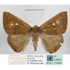 /filer/webapps/moths/media/images/A/axis_Amyna_A_MGCLa_01.JPG