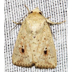 /filer/webapps/moths/media/images/B/brantsii_Mythimna_A_Braun_13.jpg