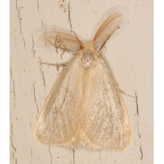 /filer/webapps/moths/media/images/T/temperata_Olapa_A_Heyns_01.jpg