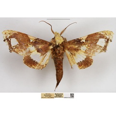 /filer/webapps/moths/media/images/S/splendissima_Caligatus_AM_NHMUK.jpg