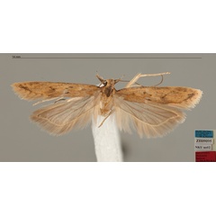 /filer/webapps/moths/media/images/L/ligulacea_Dichomeris_MHT_MfN.jpg