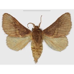 /filer/webapps/moths/media/images/E/epsteini_Latoia_PTM_Fiebig.jpg