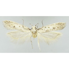 /filer/webapps/moths/media/images/N/nigribasella_Athrips_HT_NHMUK.jpg