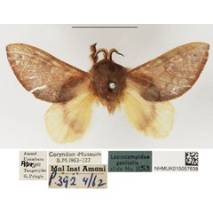 /filer/webapps/moths/media/images/V/viola_Pseudometa_AM_NHMUK.jpg