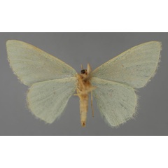 /filer/webapps/moths/media/images/M/melanophragma_Heterorachis_ZSM_02.jpg