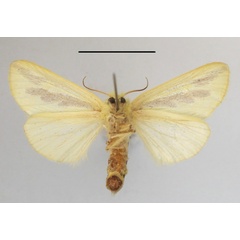 /filer/webapps/moths/media/images/E/elongata_Antheua_A_MGCLb_01.JPG