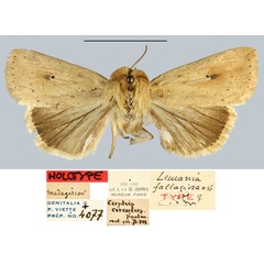 /filer/webapps/moths/media/images/F/fallaciosa_Leucania_HT_MNHN.jpg