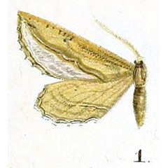 /filer/webapps/moths/media/images/C/crenilinea_Hebdomophruda_HT_Prout_16-1.jpg