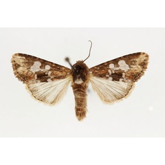 /filer/webapps/moths/media/images/G/glebosa_Saalmuellerana_AM_RMCA.jpg