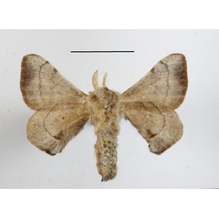 /filer/webapps/moths/media/images/F/fuscocervina_Racinoa_A_MGCLb_01.JPG