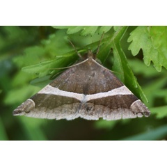 /filer/webapps/moths/media/images/T/torrida_Dysgonia_A_Ayalew.jpg