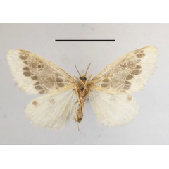 /filer/webapps/moths/media/images/C/chionopeza_Paraproctis_AF_MGCLb_02.JPG