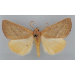 /filer/webapps/moths/media/images/A/ardescens_Terpnostola_AM_TMSA_02.jpg