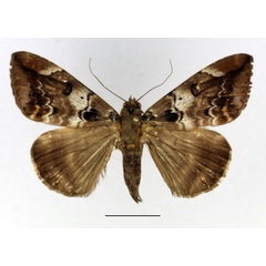 /filer/webapps/moths/media/images/A/atrimacula_Achaea_AM_Basquin.jpg