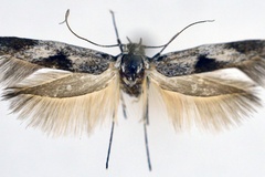 Scythris capnofasciae