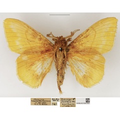 /filer/webapps/moths/media/images/O/ochraceola_Lechriolepis_AM_NHMUK.jpg