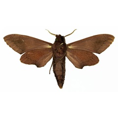 /filer/webapps/moths/media/images/B/baxteri_Polyptychus_AM_Basquin_02.jpg