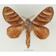 /filer/webapps/moths/media/images/P/porphyria_Cryptopacha_AM_Basquin_01.jpg