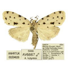 /filer/webapps/moths/media/images/M/mikongo_Siccia_PTM_ANHRT.jpg