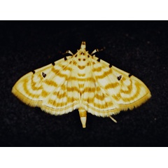 /filer/webapps/moths/media/images/Q/quaternalis_Notarcha_A_Roland_01.jpg