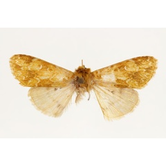 /filer/webapps/moths/media/images/B/basilewskyi_Nyodes_HT_RMCA_02.jpg