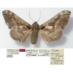 /filer/webapps/moths/media/images/N/nigricans_Ceridia_HT_MNHN.jpg