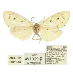 /filer/webapps/moths/media/images/A/alberti_Siccia_PTF_ANHRT.jpg